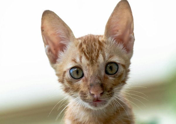 Welche Rolle spielen Aasfresser im Ökosystem?