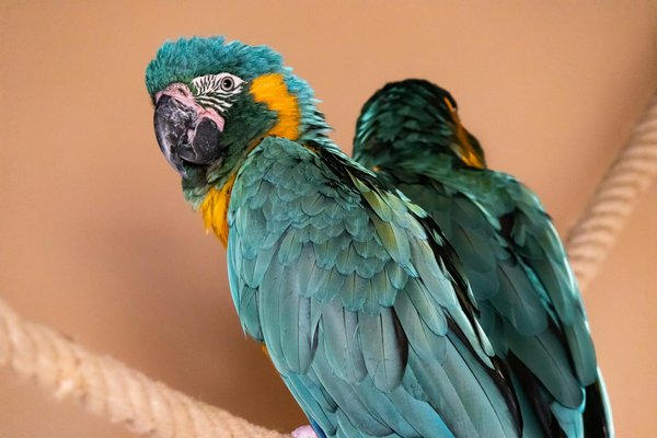 Welche Aktivitäten fördern die Bindung zu meinem Hund?