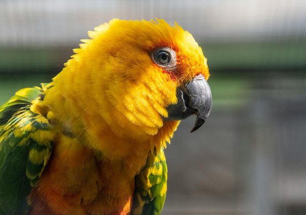 Welche Hunderassen sind am besten für Familien geeignet?